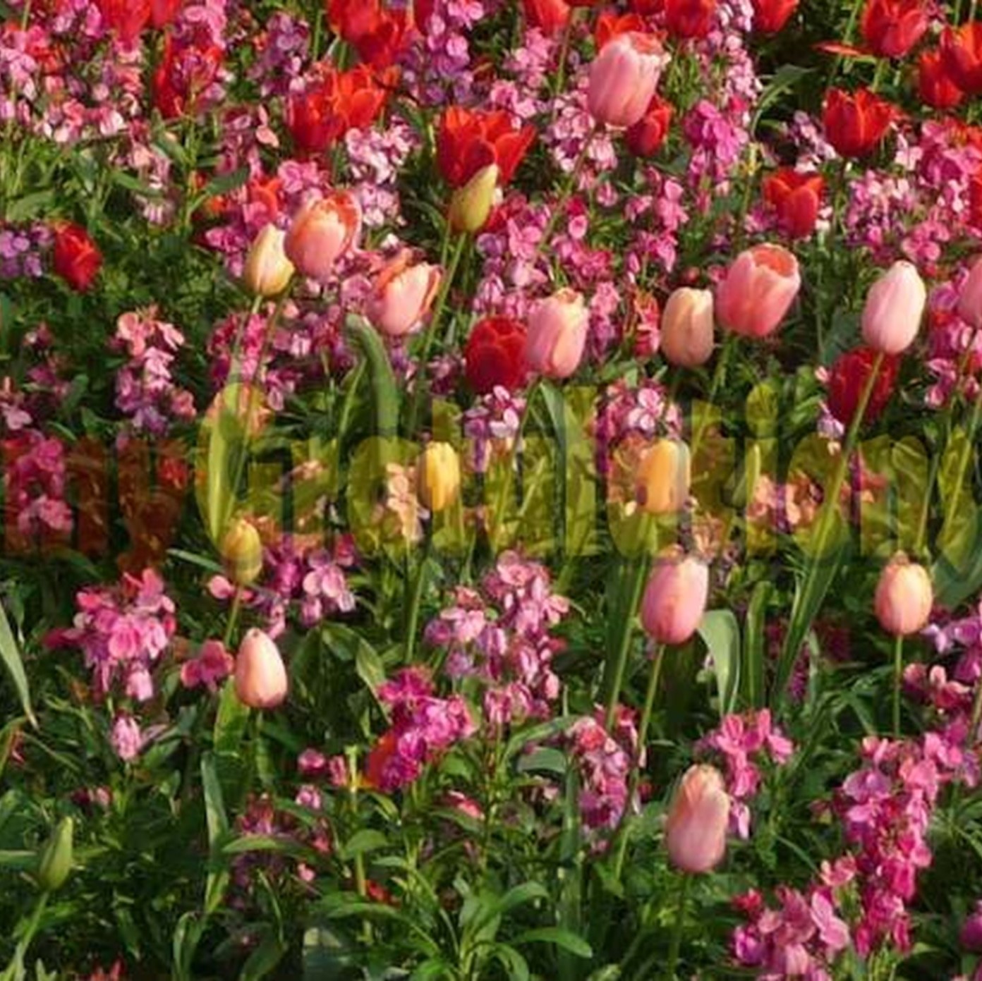 Mesaj de felicitare pentru