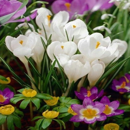 Mesaj de felicitare cu ocazia sărbătorilor de primăvară